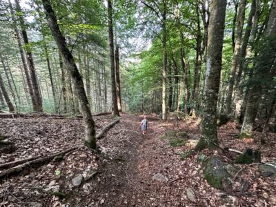 A person in light clothing walking along a forest path surrounded by tall deciduous trees with moss-covered trunks and fallen autumn leaves in Ascou, Occitanie, France